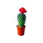Plant sbar small with wrwd 5.5 cm
