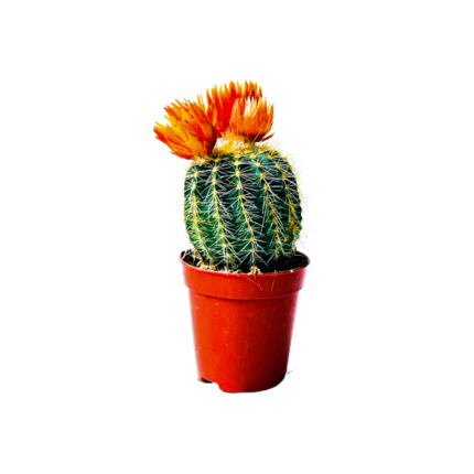 Plant sbar small with wrwd 5.5 cm