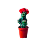 Plant sbar small with wrwd 5.5 cm
