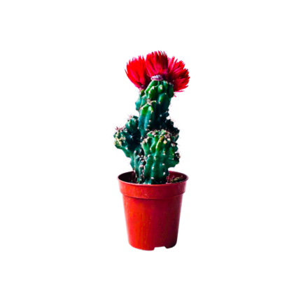 Plant sbar small with wrwd 5.5 cm