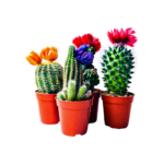 Plant sbar small with wrwd 5.5 cm - Image 2