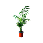 Shamadoria