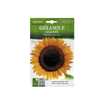 بذور زهرة عباد الشمس (Girasole)