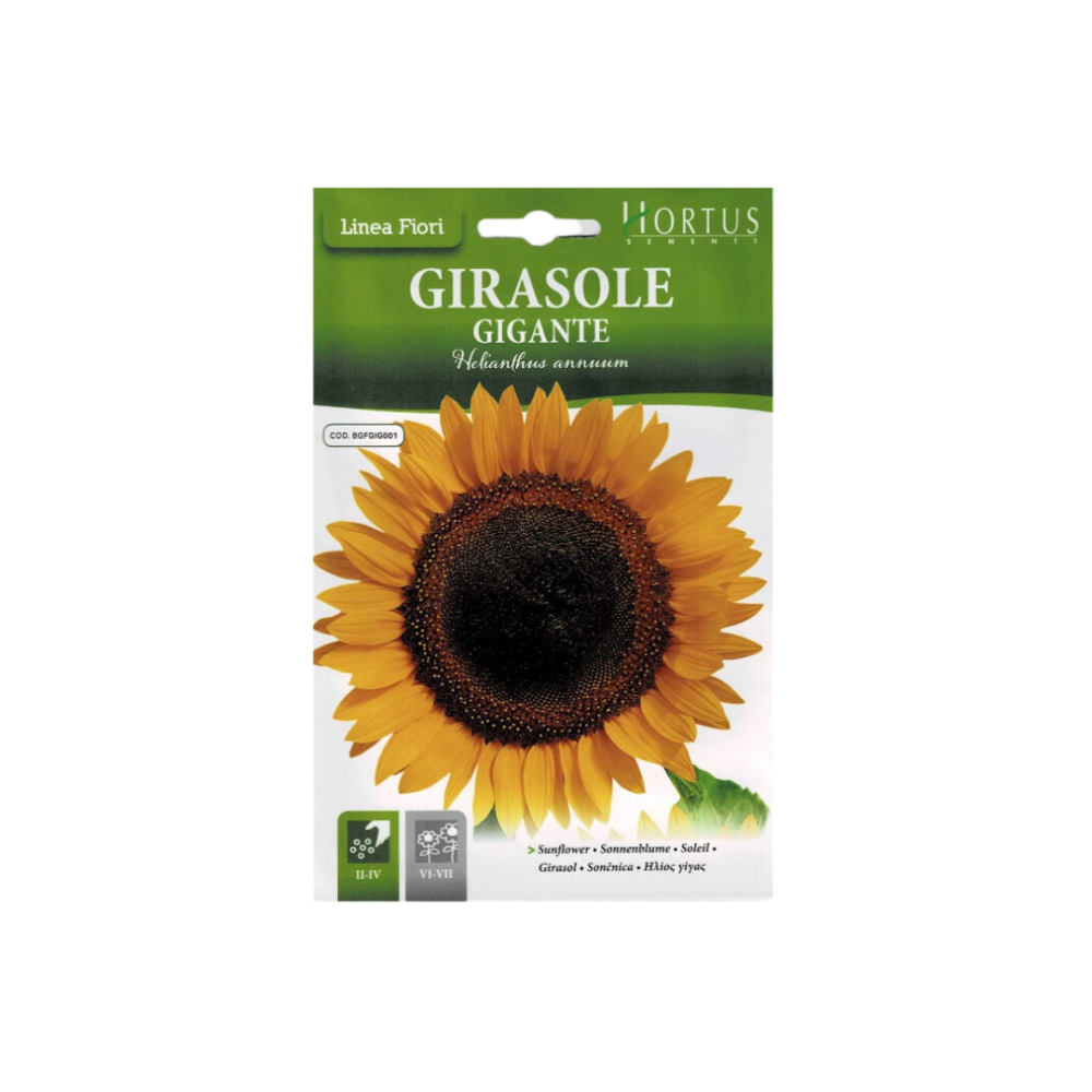 OofFlK79WnNxGKGJu6BuHL16elb2jsSPIKANoP2s Bdhwr zhra abad alshms (Girasole) - Image 1