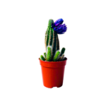 Plant sbar small with wrwd 5.5 cm