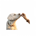 Vet's Best | Alhdw' almryh for dogs - Image 2