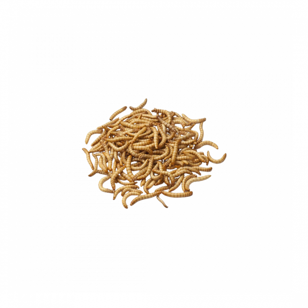 mvhnKNy0KAb9uC45VFRRRrQO3GsXEEdBdhoUMqb2 Dydan alqbaby almjffa - Image 1